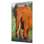 Porte-bloc Photo d'éléphant d'Afrique adulte (Gauche)