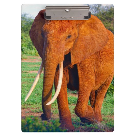 Porte-bloc Photo d'éléphant d'Afrique adulte (Devant)