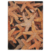 Porte-bloc Photographie Tropical Starfish (Dos)