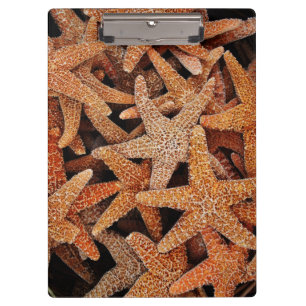Porte-bloc Photographie Tropical Starfish