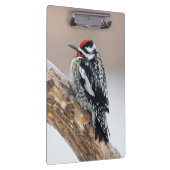 Porte-bloc Pic maculé mâle (Swatch)