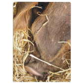 PORTE-BLOC PIG (Dos)