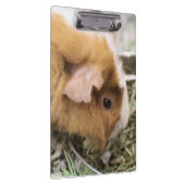 Porte-bloc Piggy (Swatch)