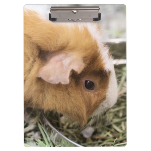 Porte-bloc Piggy (Devant)
