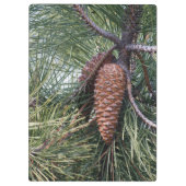 Porte-bloc Pinecone sur le pin (Dos)