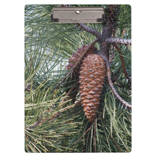 Porte-bloc Pinecone sur le pin (Devant)