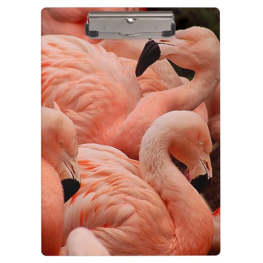 Porte-bloc Pink flamingos (Devant)