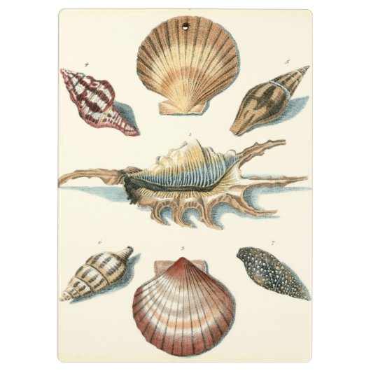 Porte-bloc Plage de Shell soignée (Dos)