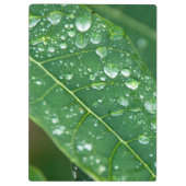 Porte-bloc Pluies sur la feuille de Papaya tropicale (Dos)