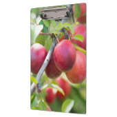 Porte-bloc Plum cerise sur branche (Gauche)