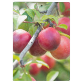 Porte-bloc Plum cerise sur branche (Dos)