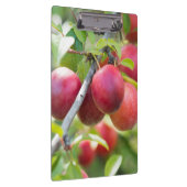 Porte-bloc Plum cerise sur branche (Swatch)
