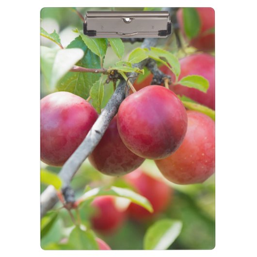 Porte-bloc Plum cerise sur branche (Devant)