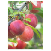 Porte-bloc Plum cerise sur branche (Dos)