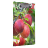 Porte-bloc Plum cerise sur branche (Swatch)