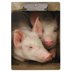 Porte-bloc Porcelets curieux