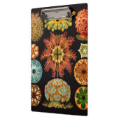 Porte-bloc Porte - bloc Carré Sea Squirt (Gauche)