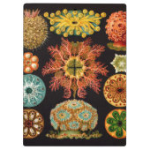 Porte-bloc Porte - bloc Carré Sea Squirt (Dos)