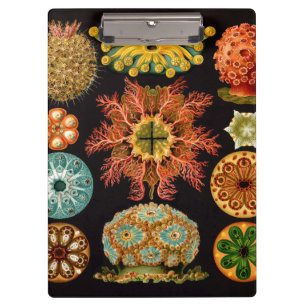 Porte-bloc Porte - bloc Carré Sea Squirt