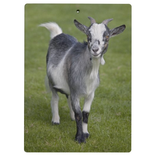 Porte-bloc Porte - bloc de chèvre pygmée (Dos)