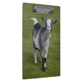 Porte-bloc Porte - bloc de chèvre pygmée (Swatch)