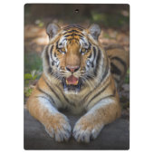 Porte-bloc Porte - bloc de tigre (Dos)