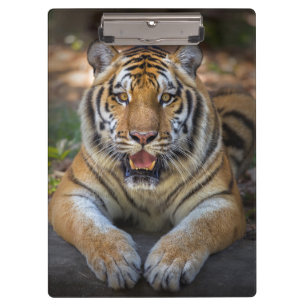 Porte-bloc Porte - bloc de tigre