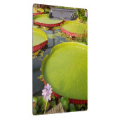 Porte-bloc Porte - bloc Lily Pond (Swatch)