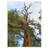 Porte-bloc Porte - bloc Mossy Tree (Dos)