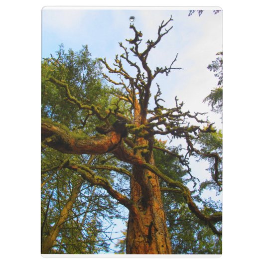 Porte-bloc Porte - bloc Mossy Tree (Dos)