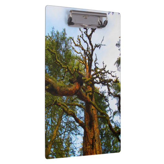 Porte-bloc Porte - bloc Mossy Tree (Swatch)