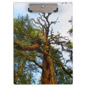 Porte-bloc Porte - bloc Mossy Tree (Devant)