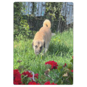 Porte-bloc Porte - bloc pasteur anatolien (Dos)