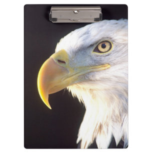 Porte-bloc Portrait d'aigle à tête blanche, Haliaeetus leucoc