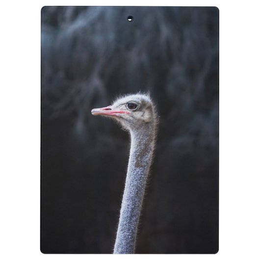 Porte-bloc portrait d'autruche (Dos)