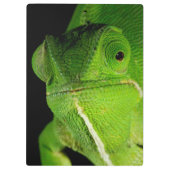 Porte-bloc Portrait de caméléon à cou plat (Dos)