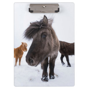 Porte-bloc Portrait de cheval islandais, Islande