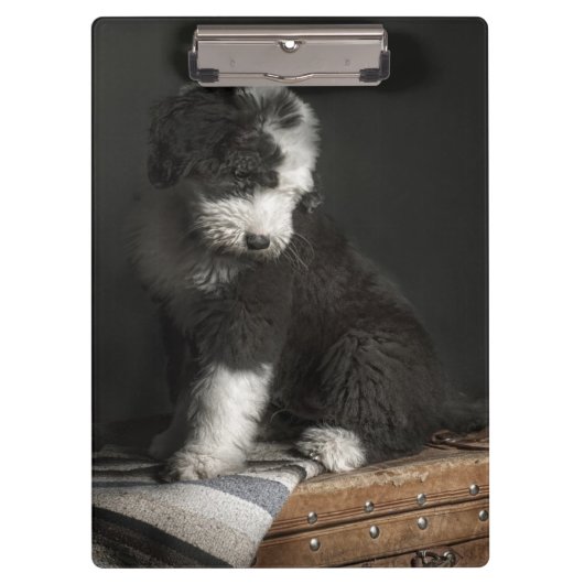 Porte-bloc Portrait de chiot de queue écourtée dans le studio (Devant)
