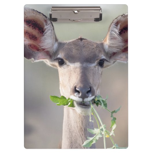 Porte-bloc Portrait de Kudu (Devant)