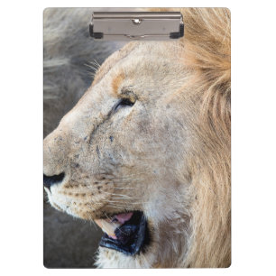 Porte-bloc Portrait de Lion