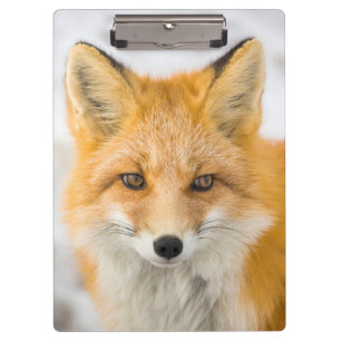 Porte-bloc Portrait de renard roux