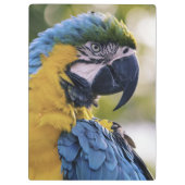 Porte-bloc Portrait du profil de la perroquet macaw (Dos)