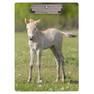 Porte-bloc Poulain de cheval de Przewalski, Hongrie