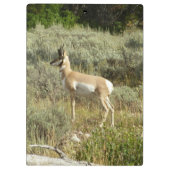 Porte-bloc Pronghorn au Parc national de Grand Teton (Dos)