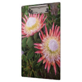 Porte-bloc Protea (Protea Cynaroides), Helderberg (Gauche)
