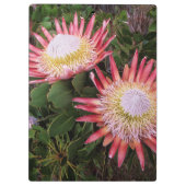 Porte-bloc Protea (Protea Cynaroides), Helderberg (Dos)