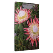 Porte-bloc Protea (Protea Cynaroides), Helderberg (Swatch)