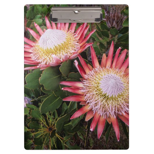 Porte-bloc Protea (Protea Cynaroides), Helderberg (Devant)