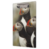 Porte-bloc Puffins de l'Atlantique sur l'île des phoques Mach (Gauche)