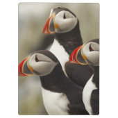 Porte-bloc Puffins de l'Atlantique sur l'île des phoques Mach (Dos)
